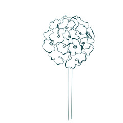 flower line art isolated vector illustration