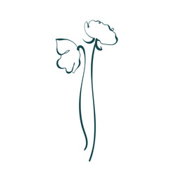 poppy flower line art isolated vector illustration