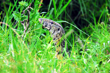 Africa- Close Up of a Monitor Lizard Hidden in the Grass