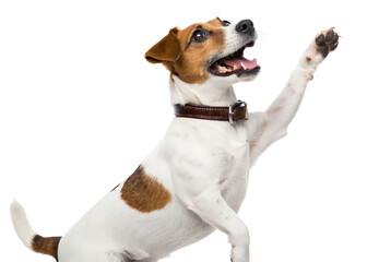 A jack russell terrier with brown collar raising its paw on a white background in a studio shot
