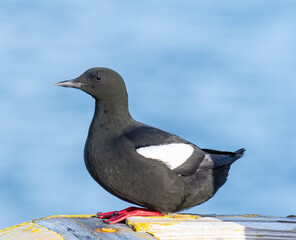 Black guillemot birds by the sea on island of Hrisey in Iceland