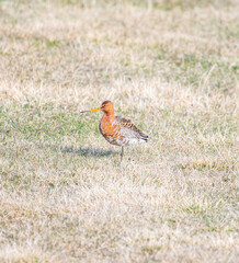 Black-tailed godwit in the beautiful natur of Northern Iceland