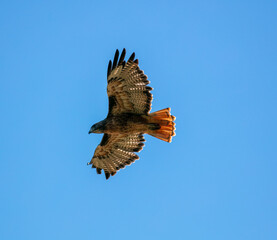 A Hawk flying in a blue sky with wings wide open hunting for food