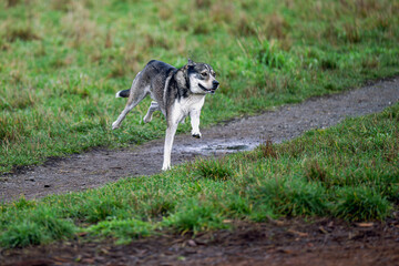 2024-11-26 A GREY AND WHITE OLDER DOG RUNNING ACROSS A OPEN FIELD WITH THREE LEGS OFF THE GROUND AT THE OFF LEASH DOG AREA AT MARYMOOR PARK IN REDMOND WASHINGTON