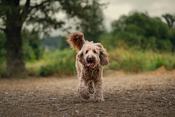 2025-09-07 A SHAGGY BROWN COATED DOODLE WALKING STRAIGHT TOWARDS THE LENS WITH A HAPPY LOOK AND A BLURRED BACKGROUND AT THE OFF LEASH DOG AREA AT MARYMOOR PARK IN REDMOND WASHINGTON