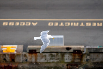 A Glaucous-winged Gull in flight over a cruise ship terminal in British Columbia, Canada