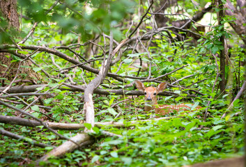 A young White-tailed Deer fawn hiding in the forest