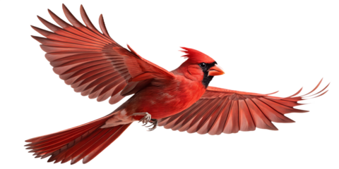 Cardinal PNG – Realistic Flying Red Bird on Transparent Background