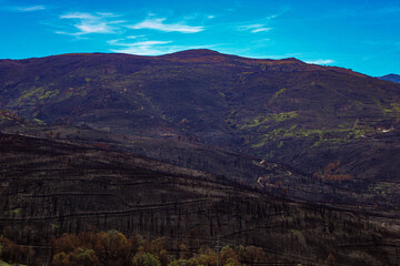 Burnt landscape in Portugal