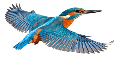 Obraz premium Kingfisher PNG – Realistic Flying Bird on Transparent Background