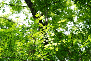 Green Maple Leaves in Sunlight.