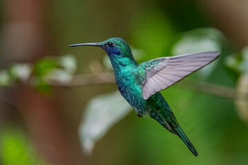 Obraz premium Blue-chinned sapphire hummingbird spreading wings in midair closeup