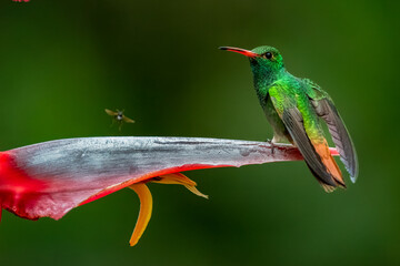 Close-up of a Rufous-tailed Hummingbird (Amazilia tzacatl) perched on tropical flower © Leon Burda