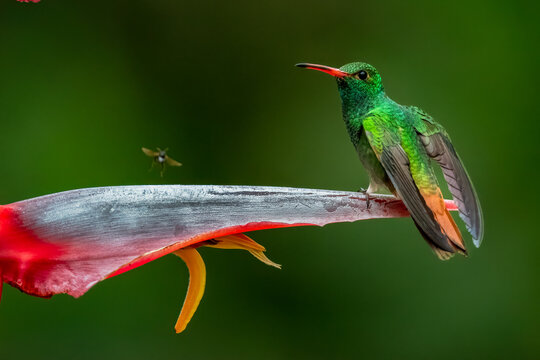 Close-up of a Rufous-tailed Hummingbird (Amazilia tzacatl) perched on tropical flower - Powered by Adobe