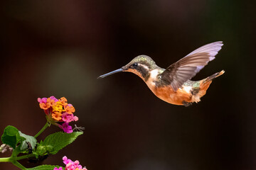 Fototapeta premium A vibrant purple-throated woodstar hummingbird hovers gracefully in midair, feeding on the nectar of a tropical flower