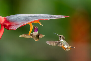 Pair of purple-throated woodstar hummingbird hovers gracefully in midair, feeding on the nectar of a tropical flower