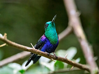 A Green-crowned Woodnymph perched on a branch