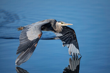 Great Blue Heron in Flight Over Water Touching Service