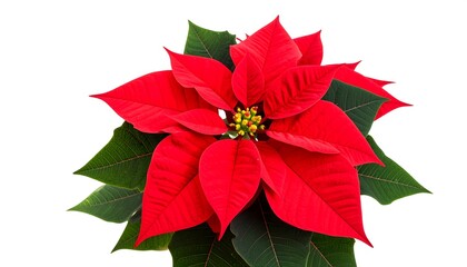 Vibrant poinsettia flower against white