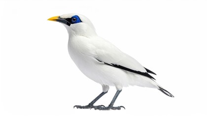 Fototapeta premium bali myna bird isolated on white background