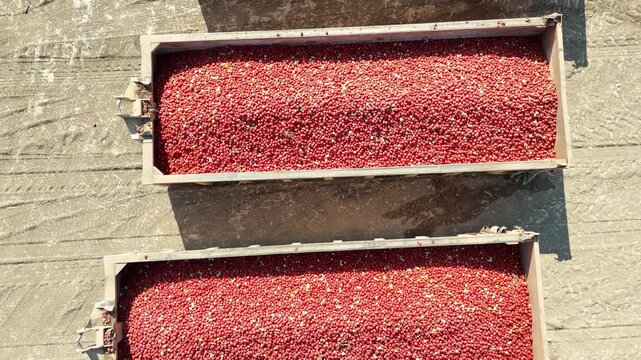 Aerial view of a massive storage yard filled with shipping containers loaded with fresh tomatoes destined for ketchup production, organized in neat rows.