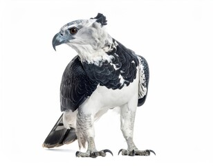 Fototapeta premium harpy eagle isolated on white background