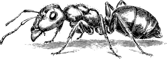 Fototapeta na wymiar Engraving style illustration of worker ant in vintage silhouette for retro design