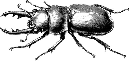 Vintage stag beetle collection in engraving style for retro design