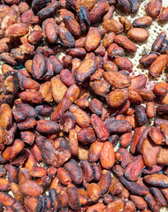 Unpeeled cocoa drying on the production farm - Theobroma cacao