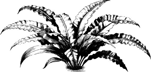 Vintage engraving style of curling fern fronds for botanical design