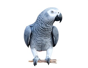 Fototapeta premium Grey Parrot Perched on Branch Against White Background