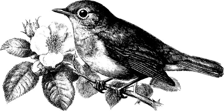 Vintage nightingale illustration with floral elements for retro design