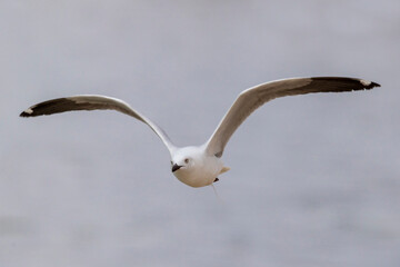 Silver Gull in flight  with fishing line tangled in it's legs