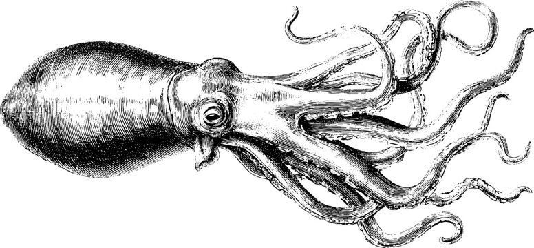 Vintage etching of giant squid and octopus silhouettes for retro design