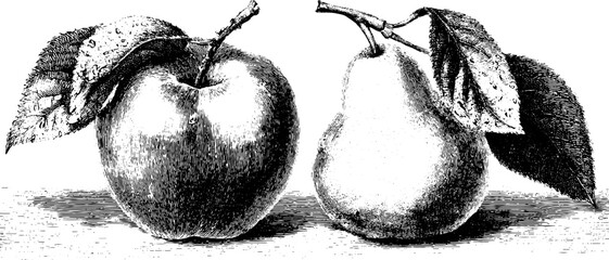 Vintage apple and pear illustrations in engraving style for print and design projects