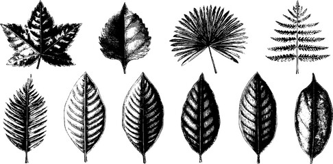 Fototapeta premium Tropical leaves engraving featuring fernlike patterns for retro botanical design