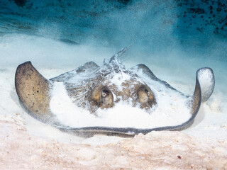  Stingray Resting on Sandy Ocean Floor
