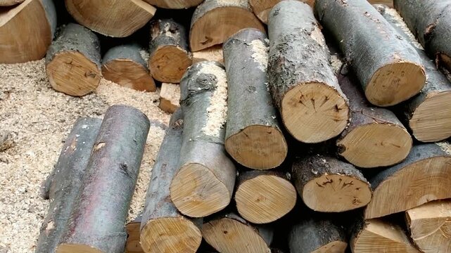 A pile of freshly cut logs are stacked and ready for winter