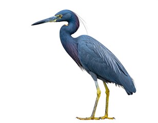 Majestic Blue Heron Profile Against a Pure White Background
