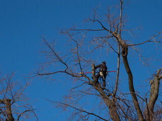 a man cuts the branches of a tree at a height, pruning branches