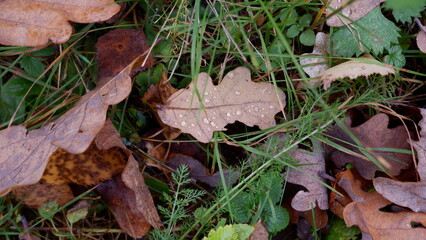Fallen Oak Leaf with Water Droplets on Grass