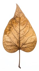 Obraz premium Dried leaf isolated on white