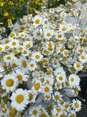 Obraz premium Fresh white daisies with yellow centers in bloom