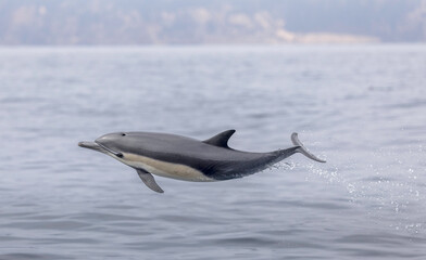 Fototapeta premium dolphin jumping out of water, short beaked common dolphin, Anacapa Island, California 