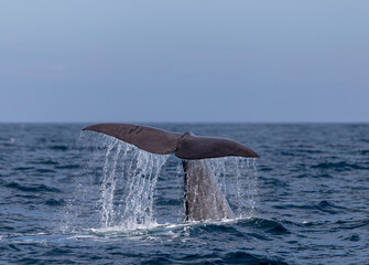 sperm whale fluke, tail, Laguna Beach