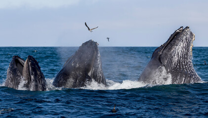 lunge feeding humpbacks, Santa Barbara 