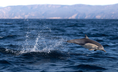 dolphin jumping, California 