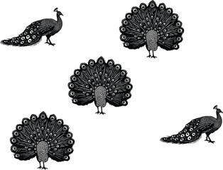 Elegant vector illustration of peacocks with detailed feather patterns, exotic bird art, wildlife design, decorative artwork for prints and backgrounds