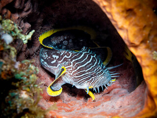Cozumel Toadfish in Burrow