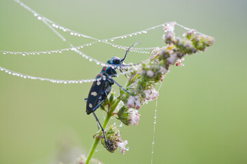 A white-spotted beetle perches on a dewy flower stem, surrounded by a spider's web adorned with water droplets. The blurred green background adds a natural and serene feel.